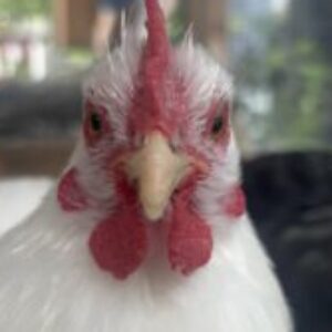 Profile photo of Lilly